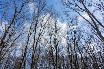 青空に長く伸びるブナの木々