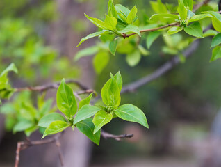 Fresh tree leaves in spring