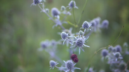 Blue flowers in the clearing
