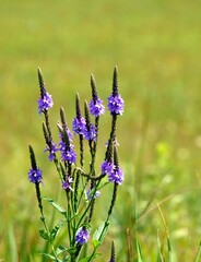 Obraz premium Blue Verbena - a Midwest prairie plant