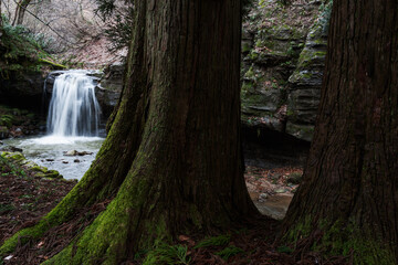 大きな杉の幹と奥に見える小さな滝