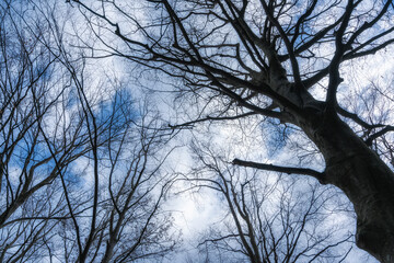 青空に長く伸びるブナの木々