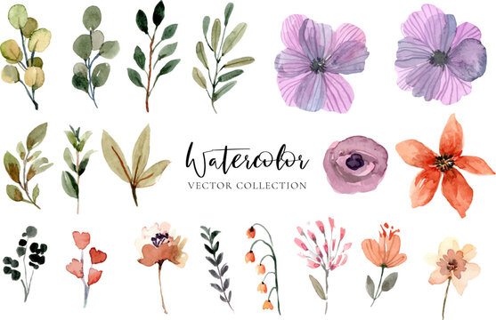 Watercolor Floral Vector Collection Set elements