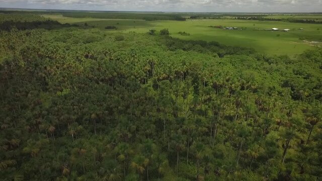Group of moriches palms in a venezuelan savanna