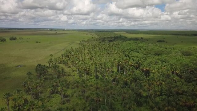 Aerial view of a group of moriches palms in a savanna