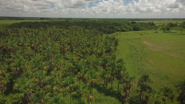 Drone shot of a group of moriches palms in a green savanna