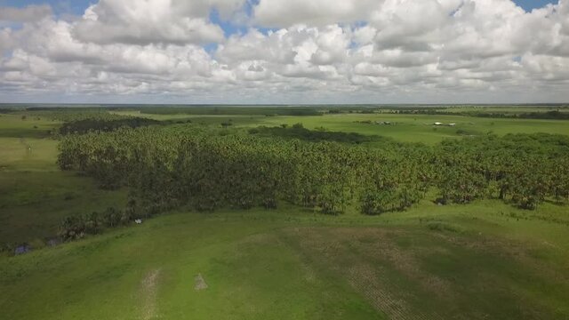 Group of moriches palms in a savanna with scattered clouds sky
