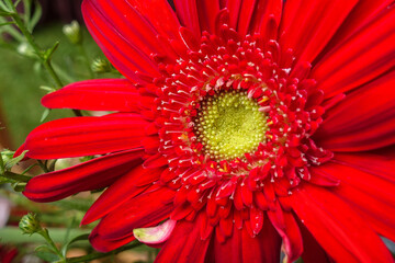 Close up of perfect red gerbera jamesonii daisy flower. Flower wedding decoration, beautiful gerbera flower blooming background