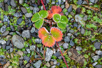 Frosty morning, closeup of wild strawberry plant leaves, as a nature background
