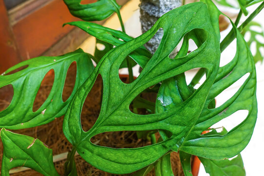 Close up of beautiful green philodendron monstera adansonii leaves in Indonesia called daun janda bolong at home outdoors. 