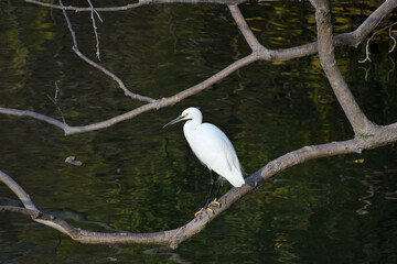 水面に張り出した枝にとまったコサギ