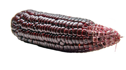 Close up of ripe purple corn on isolated white background. It is a variety of flint maize originating from South America.