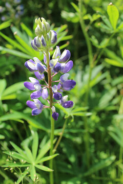 Bigleaf Lupine At Acadia National Park In Maine