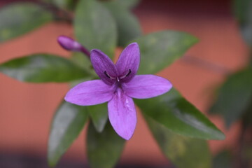 flowering plant in the school garden
