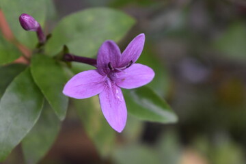 Fototapeta na wymiar flowering plant in the school garden