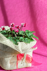Purple cyclamen persicum in a pot packaged as a gift with eco canvas and ribbon on purple background. Cyclamen repandum
