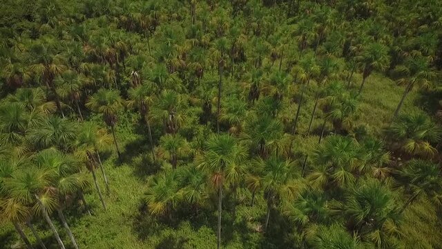 Drone shot of a green savanna and a group of moriche palm trees in Venezuela