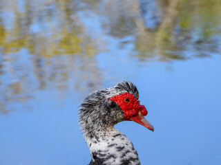 Muscovy duck close up