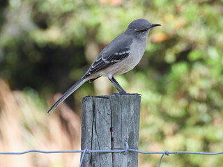 Mockingbird on fence post