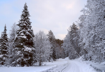 Winter forest in the foothills of the Altai