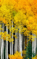 Yellow Aspen Trees in the Autumn
