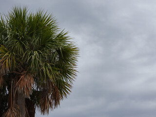 palm tree with a cloudy sky