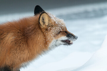 A wild red fox with snow covered face on white background seen in natural environment. Side profile of beautiful animal with ears, chest, fluffy and warm. 
