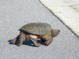 Turtle crossing the street