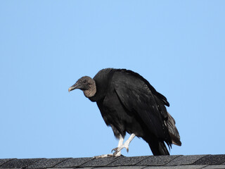 Turkey Vulture perched on roof top
