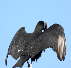 Turkey vulture on roof top with wings extended