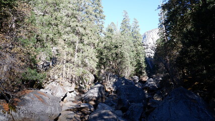 Pine trees in the forest
