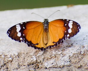 Monarch Butterfly 