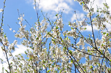 Kwitnące rośliny © Patdrig Torc