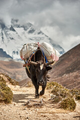 Strong Yak of Everest Regions - obrazy, fototapety, plakaty