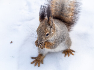 Squirrel standing on its hind legs on the white snow.
