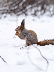 The squirrel sits on white snow with nut in winter.