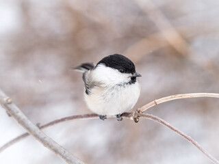 Cute bird the willow tit, song bird sitting on a branch without leaves in the winter.