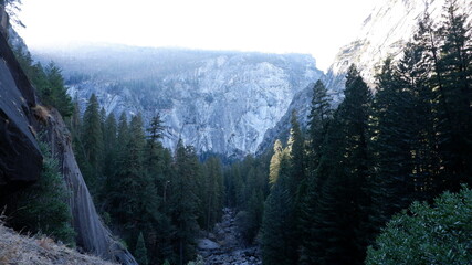 Obraz premium Pine trees and mountains