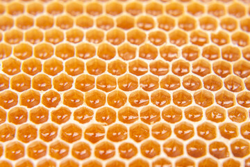 bee fresh honey in combs. background and texture. vitamin natural food.