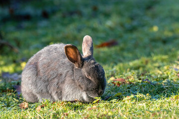close up of one cute bunny with its eyes Squinted under the sun eating grasses in the park