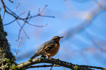 one beautiful thrasher bird with the orange-colored belly resting on the tree branch in the park on a sunny afternoon