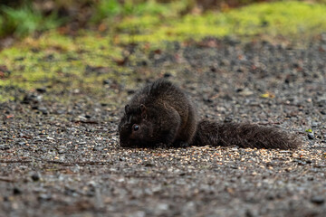 close up of a cute chubby grey squirrel with wet fur sitting on the ground eating bird food scattered around in the park
