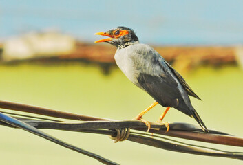 Common Birds Sit on a wire And pose for a Picture 