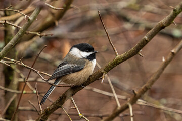 close up of one cute chickadee resting on the leafless branch in the park 