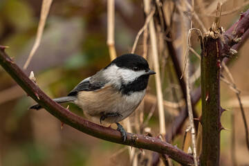 close up of one cute chickadee resting on a spiky branch in the park