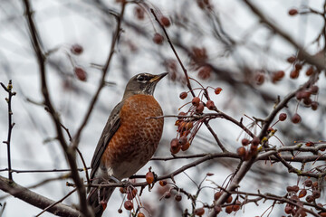 one American robin resting on the red berries filled branch on an overcast day in the park