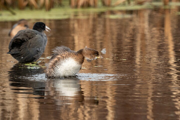 one cute grebe leaping out of the water to shake some weather off its feather while a coot resting behind in the pond