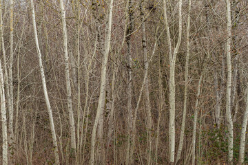 a backdrop of the dense leafless trees in the forest with very pale coloured surface