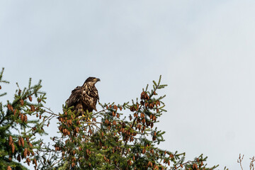 one juvenile bald eagle resting on pine cones filled tree top under the overcast sky 