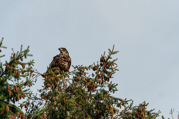 one juvenile bald eagle resting on pine cones filled tree top under the overcast sky 